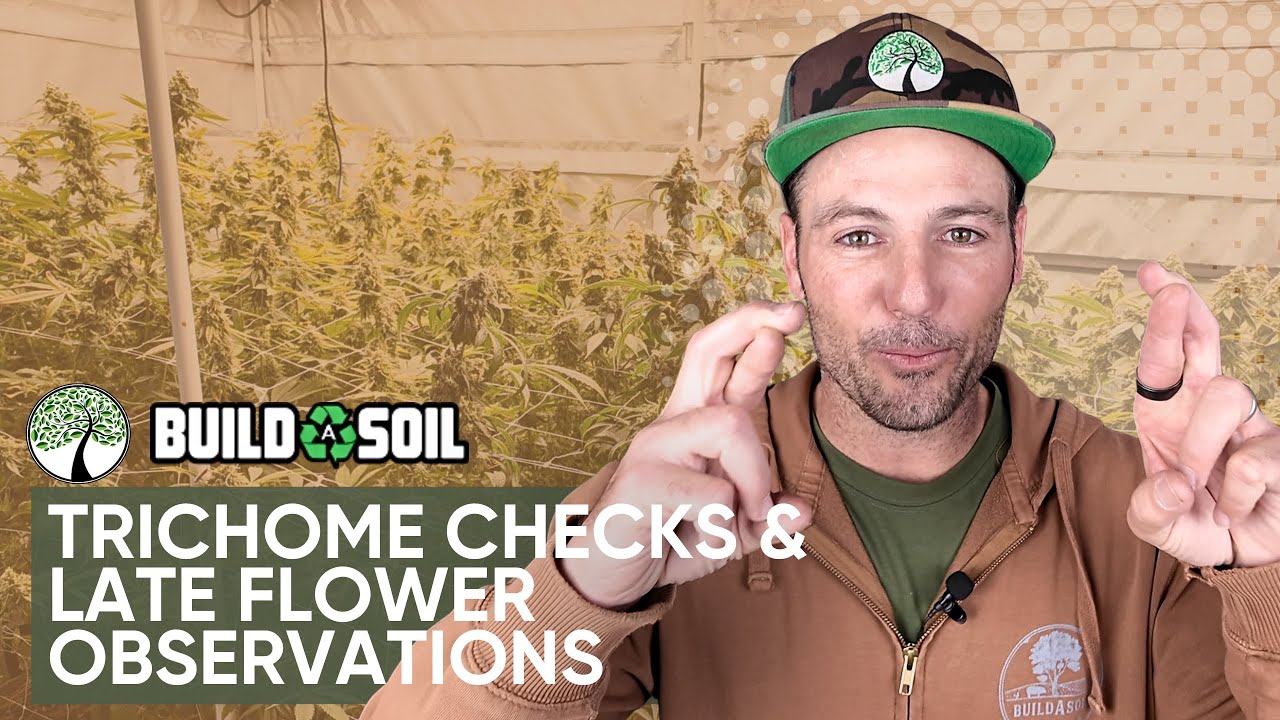 BuildASoil: 10x10 Series Update // Trichome Checks & Late Flower Observations