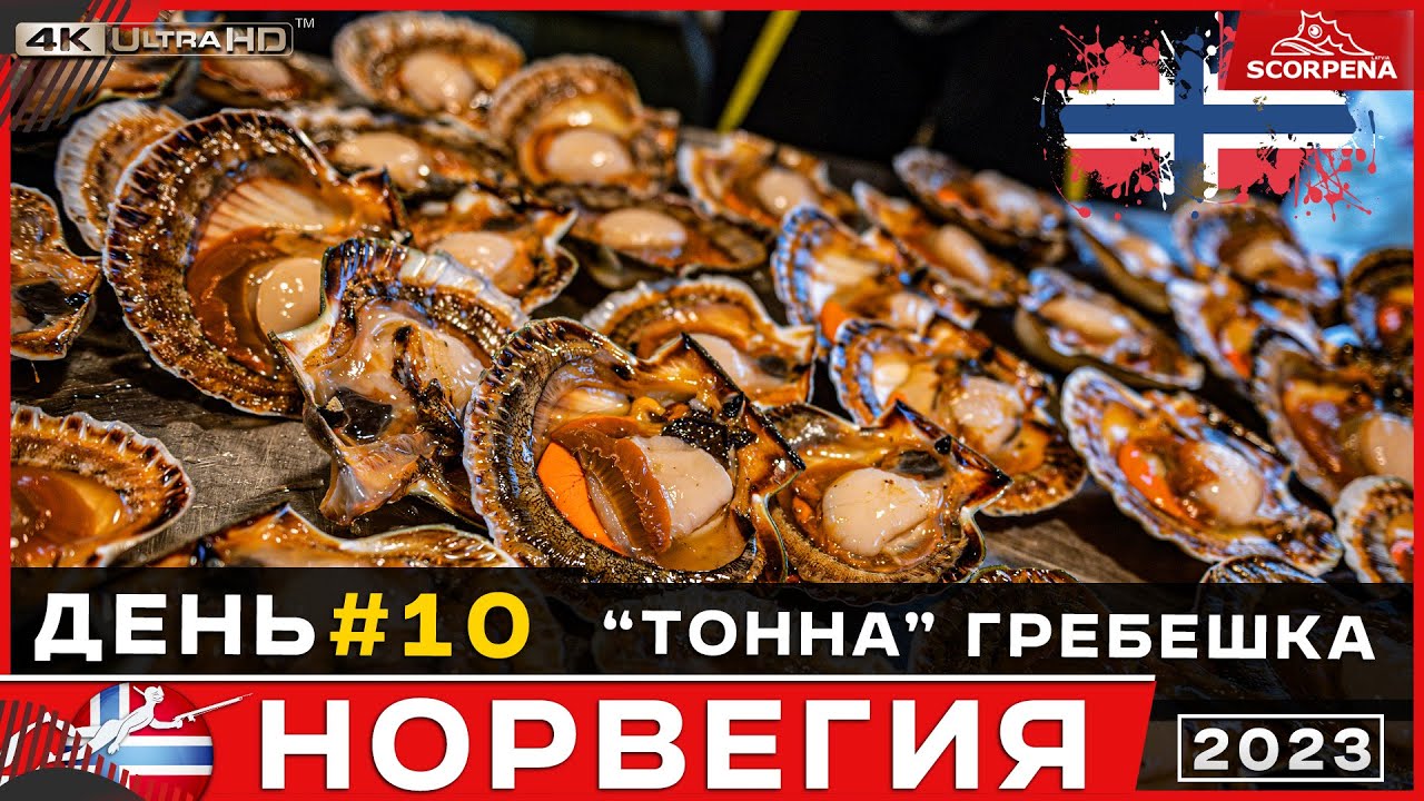 Нашли тонну гребешка.Собераем крупный гребешок в Норвежском море.Подводная охота в Норвегии день 10