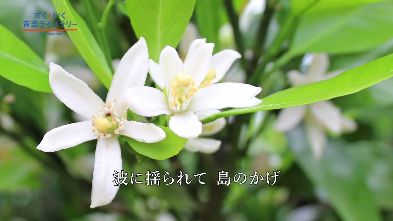 みかんの花咲く丘Mikannohanasakuoka／歌いだし♪みかんのはなが／【日本の歌Japanese traditional song】