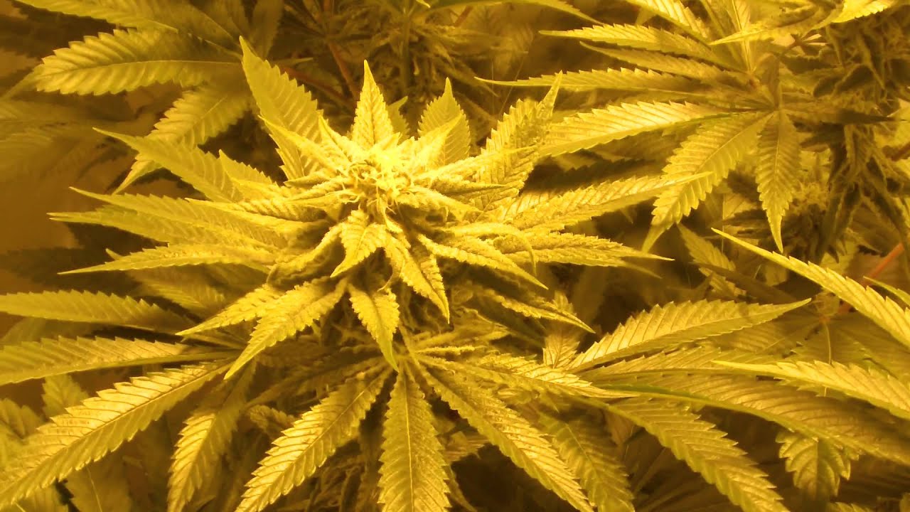 Gage Green Pheno Hunt