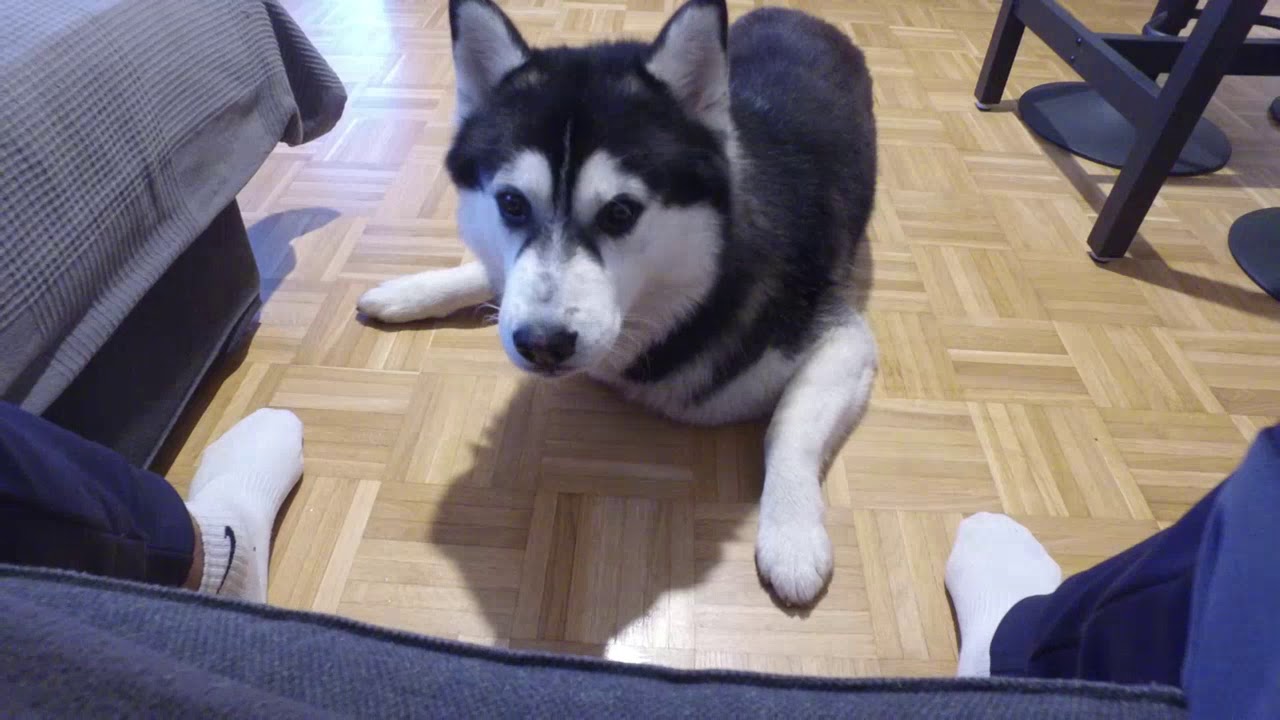 Ist ein Husky ein Familienhund?