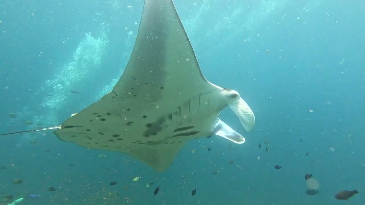 Raja Ampat Harmoni