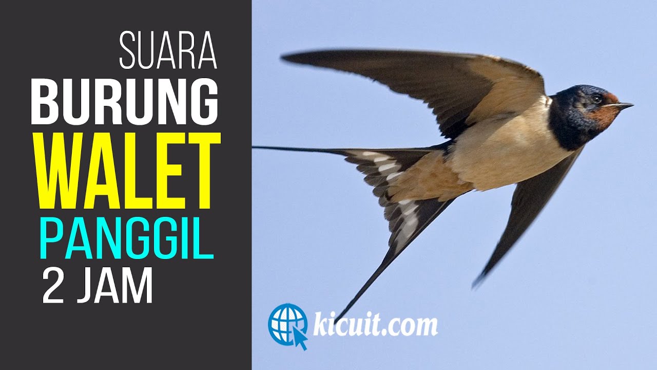 Suara PANGGIL Burung Walet - Durasi 2 Jam
