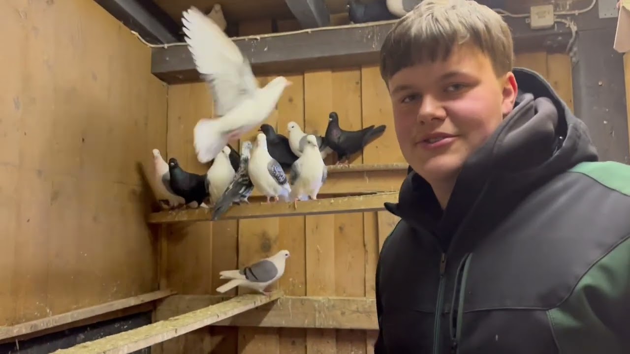 Mein 1. Video zu Thema Geflügelzucht 