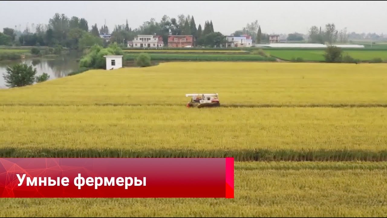 В Китае расширяют применение новых технологий в выращивании риса