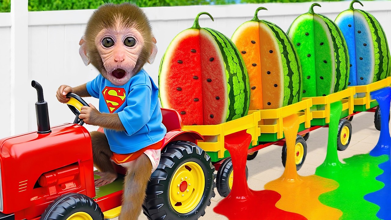 Monyet Bon Bon Imut memanen semangka di kebun dan membuat jus
