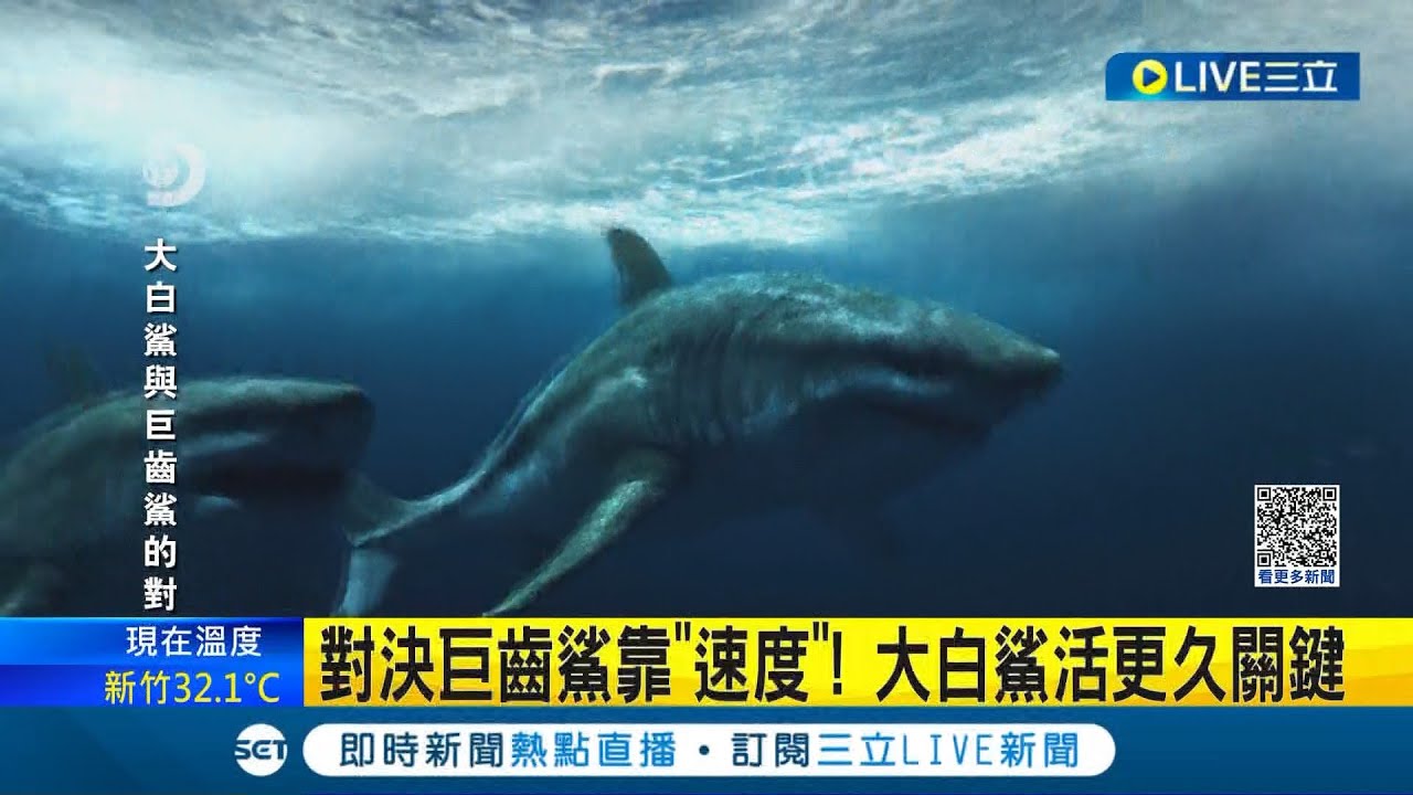 兩大掠食者的對決! 探查遠古巨齒鯊滅絕 大白鯊竟成元凶 對決巨齒鯊靠