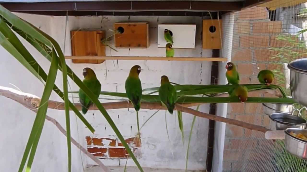 Colonia Agapornis nigrigenis inicio 2013/2014.