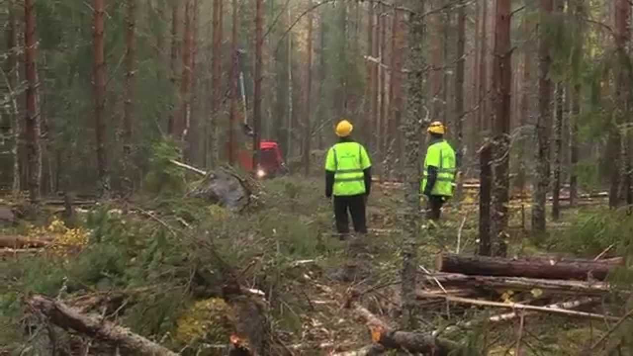 Få stenkoll på gallringen med automatisk uppföljning