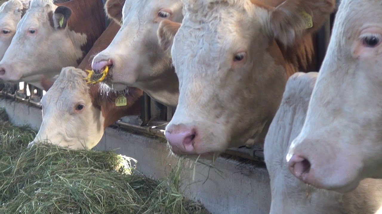 Zlatno klasje #83: Farma krava Ivana Bobeka - najuzoritiji OPG PSŽ 2018.