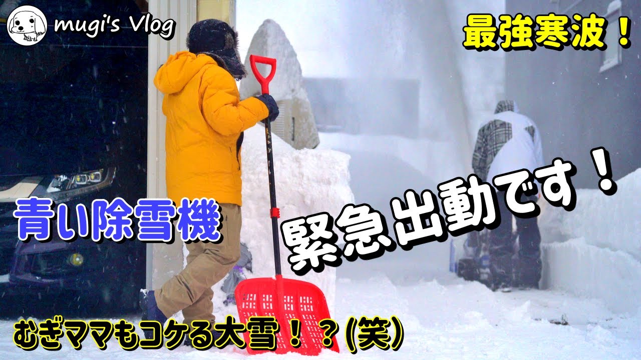 【除雪機を使った雪かき！】最強寒波の翌日、青い除雪機緊急発進です！そして腰痛むぎママも雪下ろしを頑張ります😄
