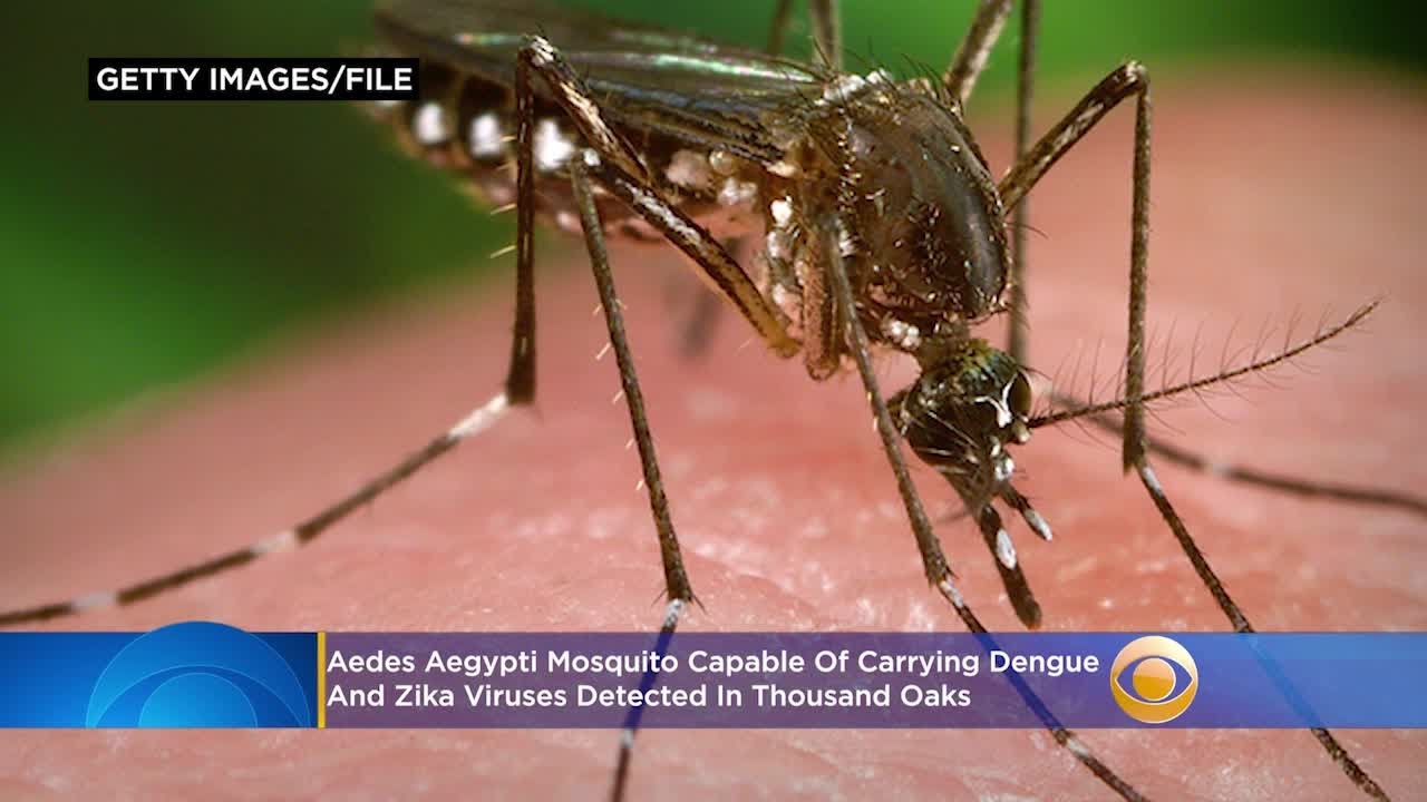 Aedes Aegypti Mosquito Capable Of Carrying Dengue, Zika Viruses Detected In Thousand Oaks