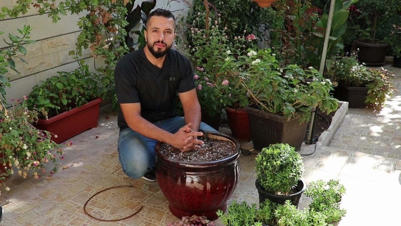 مجموعة نباتات لمنطقة شبه ظل