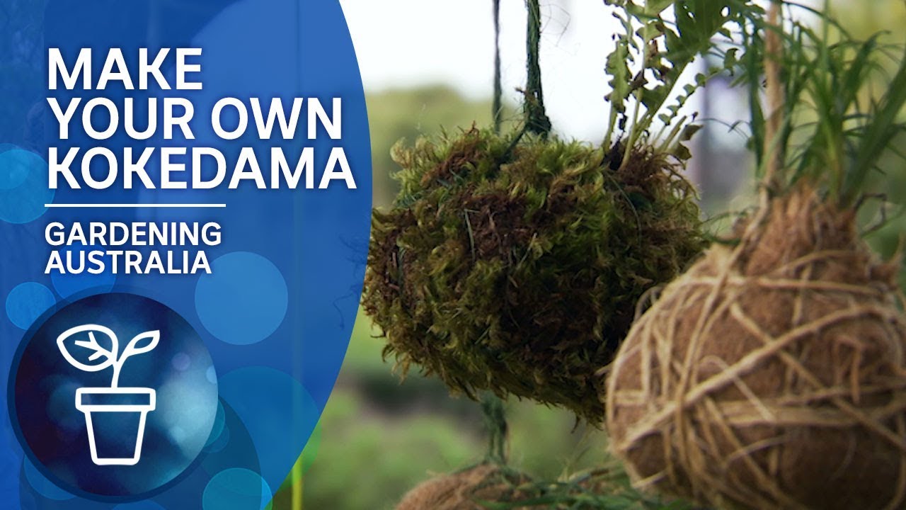 Make a kokedama - moss hanging pots