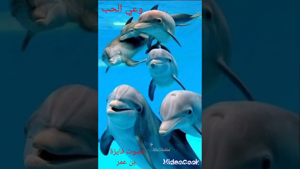 وعي الحب #الحب يشفي