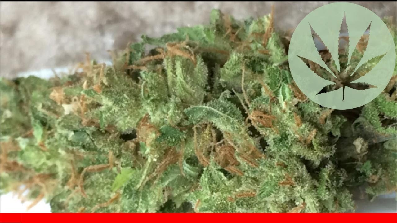 Jillybean - All About This Strain
