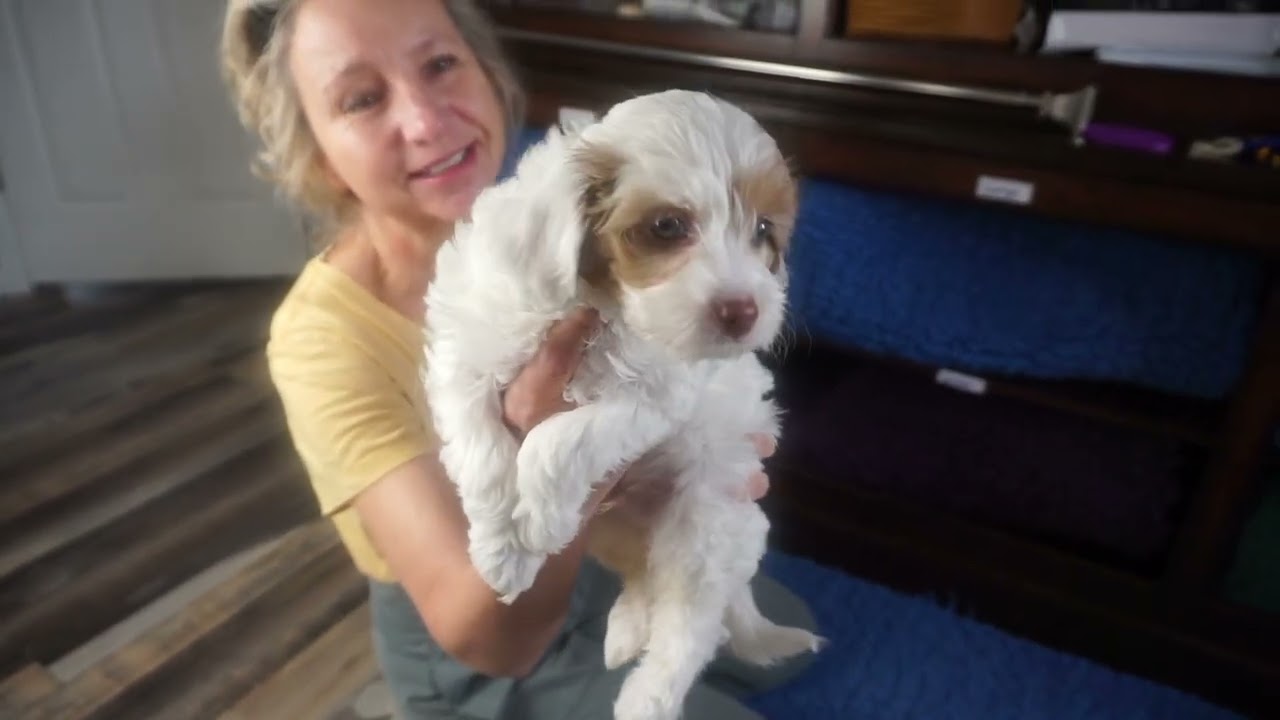 Pawssiedoodle's Sunnie and Macho's Pups @ 7 weeks