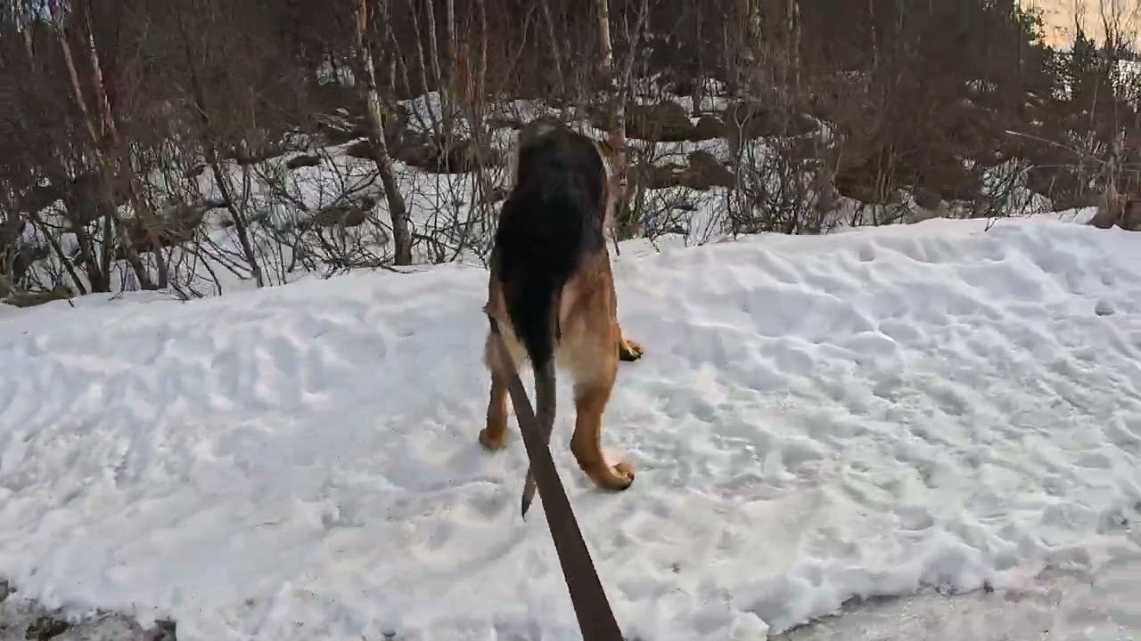 German shepherd on walk. Eros på tur.02.03.2026. welcome to winter land. +4 degrees. it is wet today