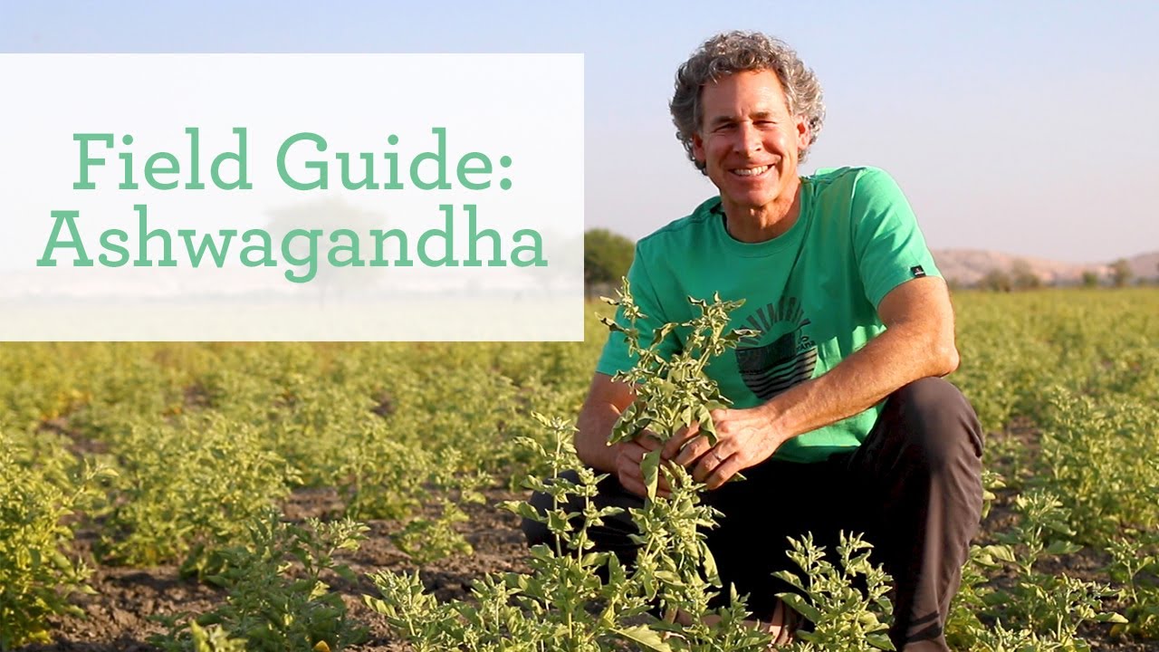 Ashwagandha | Ayurvedic Herb for Energy and Vitality