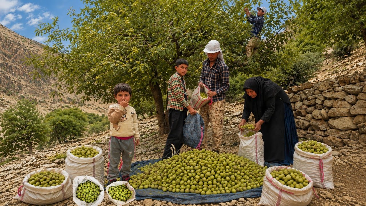 Nomadic Life: The Hardest Work, the Sweetest Day🍐| Harvesting Wild Pear in the Zagros Mountains ⛰️