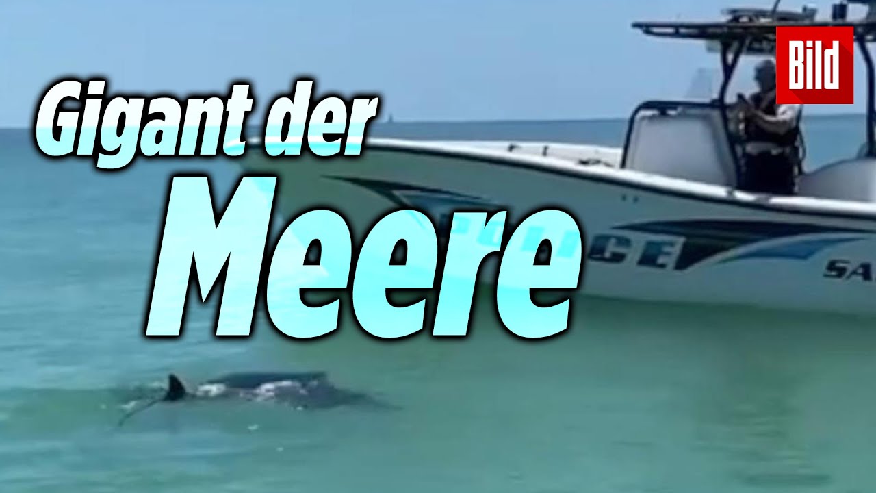 Riesenmanta begleitet Boot der Wasserpolizei | Florida (USA)