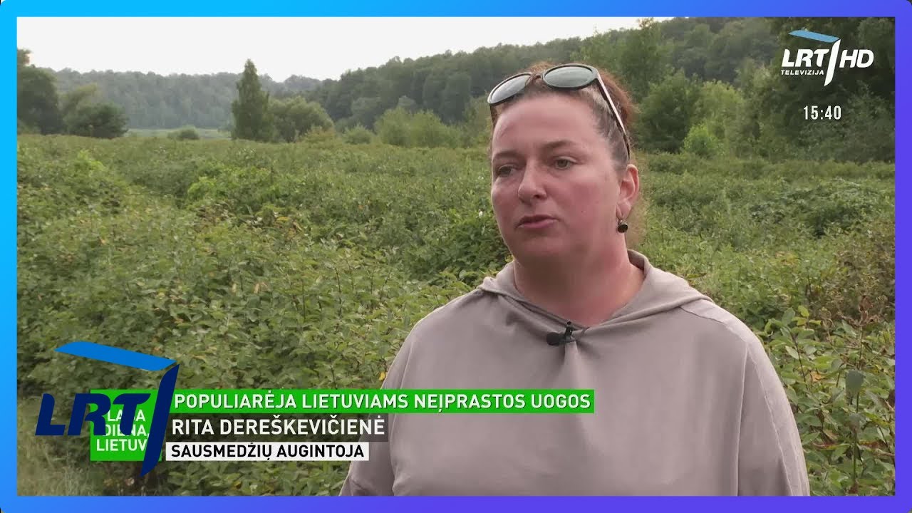 Populiarėja lietuviams neįprastos uogos: sausmedžiai – saldžiarūgštis vitaminų šaltinis