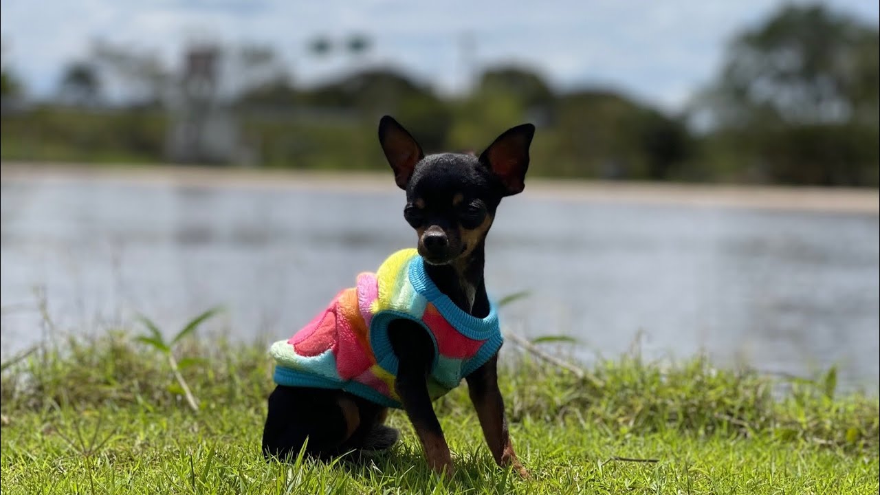 Tiringa e Pililiu foram pescar | PINSCHER FILHOTES