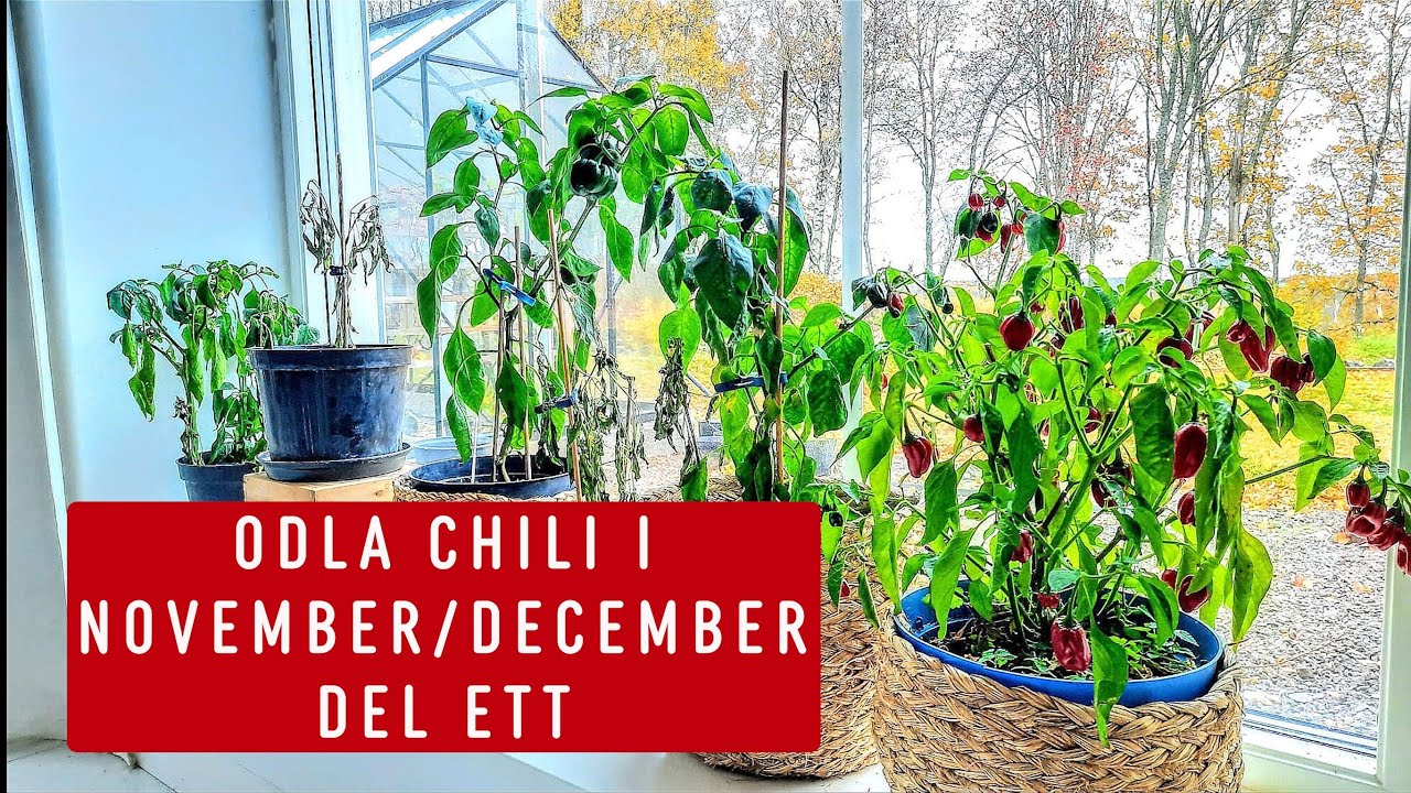 Så chili/paprika i november/december utan växtbelysning. Experiment. Del: 1
