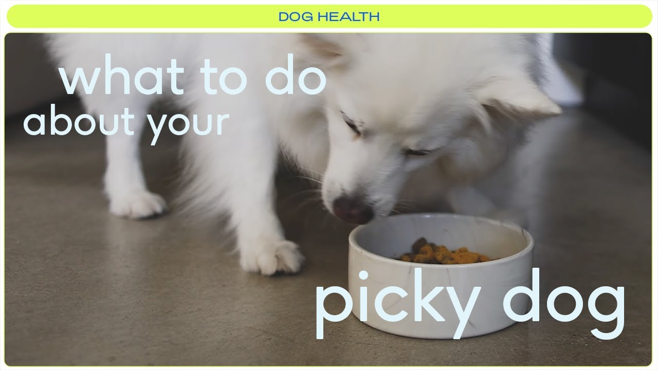 What to do if your dog is not eating their food