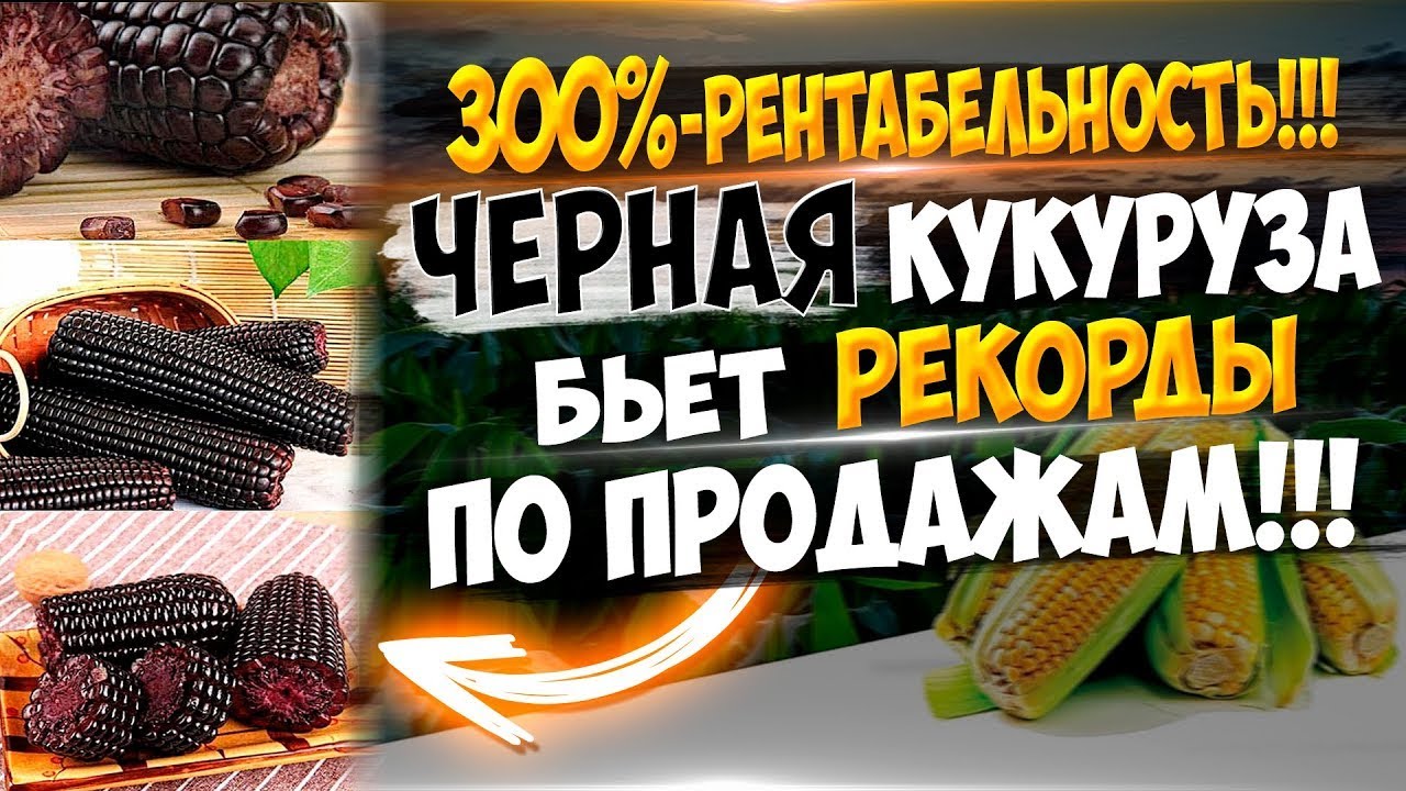 150 000 рублей в месяц на продаже горячей черной кукурузы Новая бизнес идея Ноу-хау