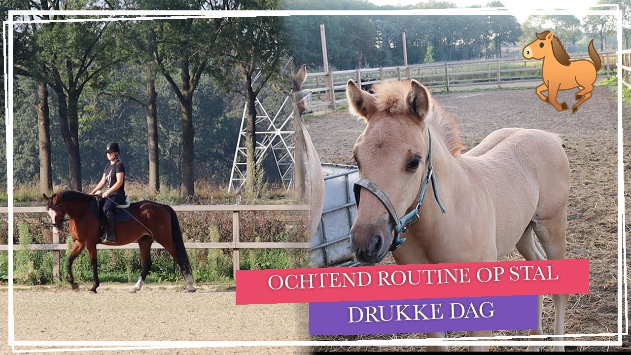 Ochtend routine op stal + heel VEEL paarden rijden|| Vlog paardzoektbaas
