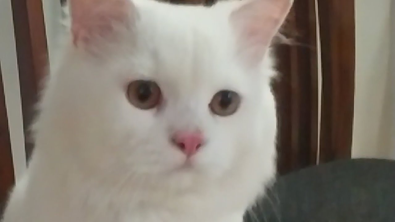 Leo – The Royal Persian Cat 👑🐱
