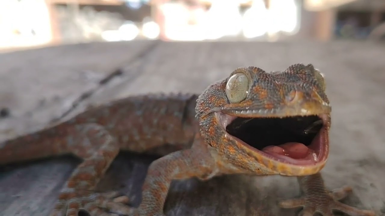 Gecko #gecko #tokaygecko