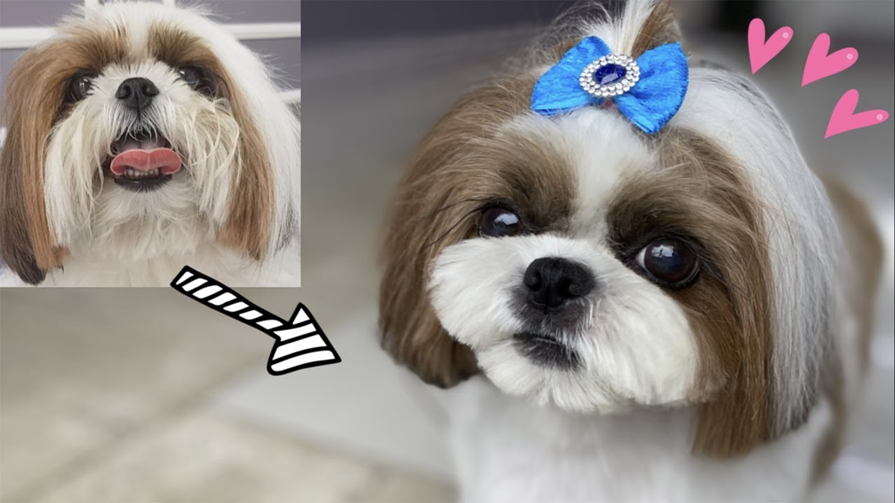 TOSA BEBÊ SHIHTZU COM ADAPTADOR ☆ Técnicas Coreanas para Tosar!