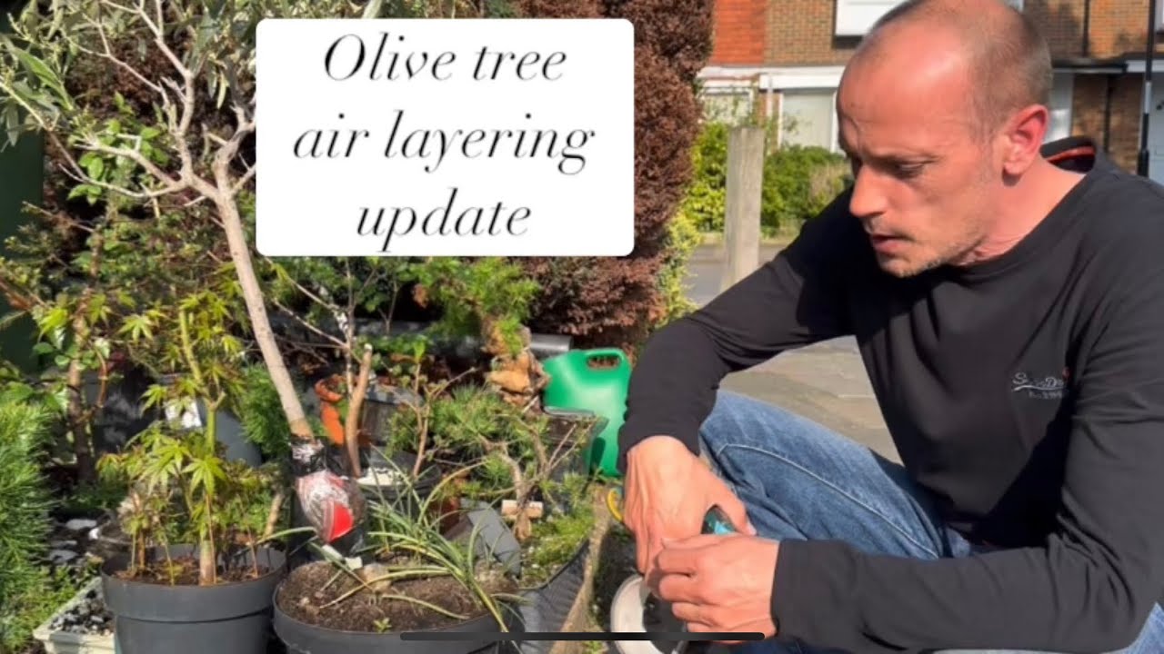 Olive air layering update @Bonsaicrazy #bonsai #bonsaitree #olivebonsai