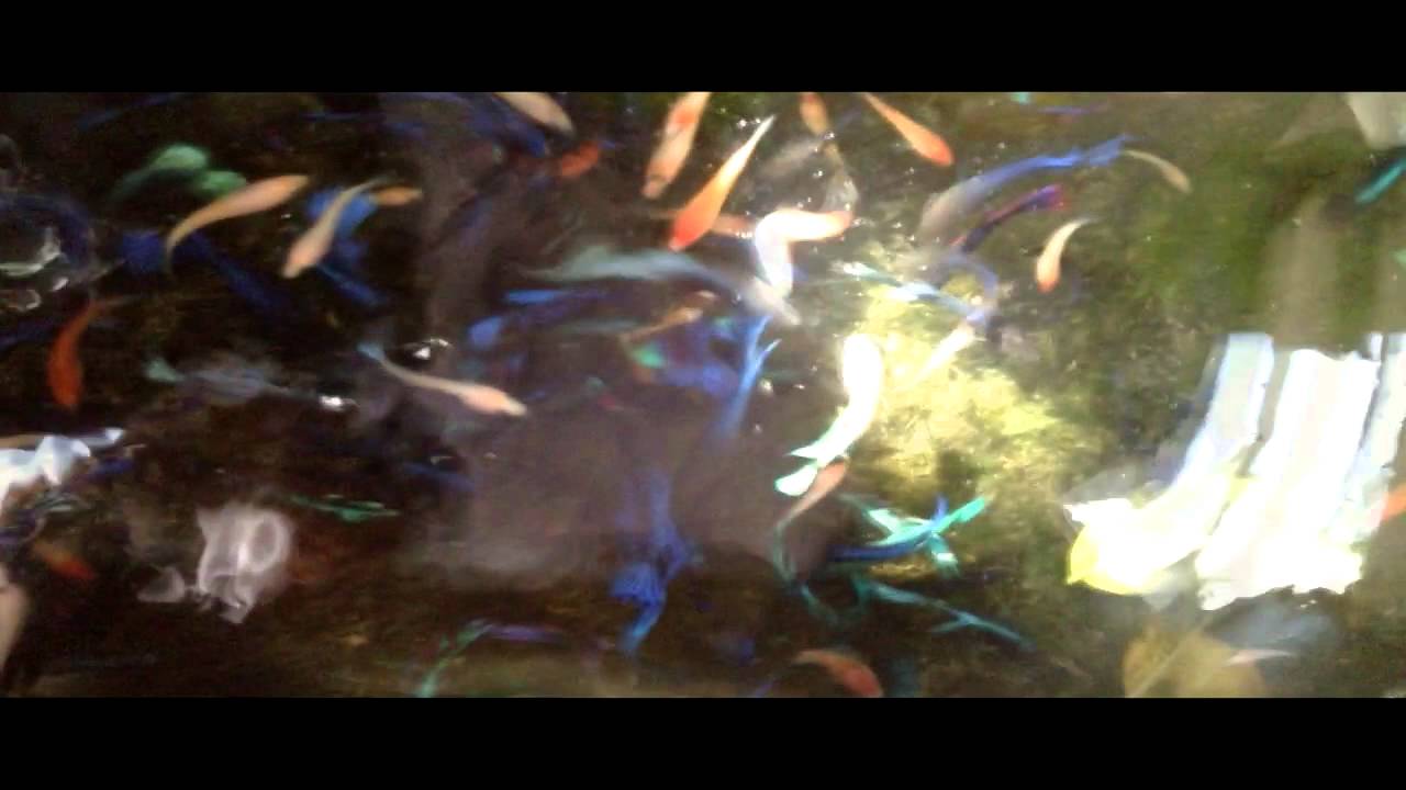 Bettas - Tipos y variedad de mi acuario