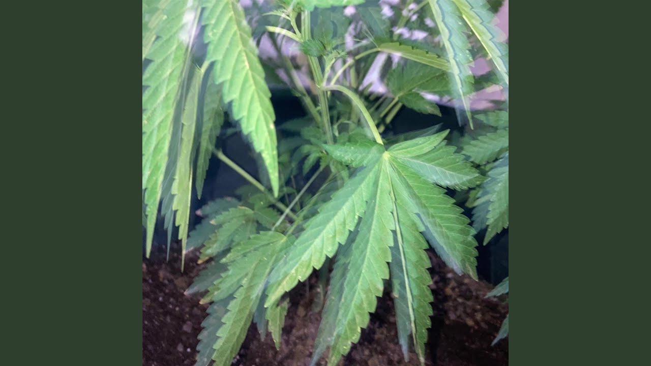 420 Phone