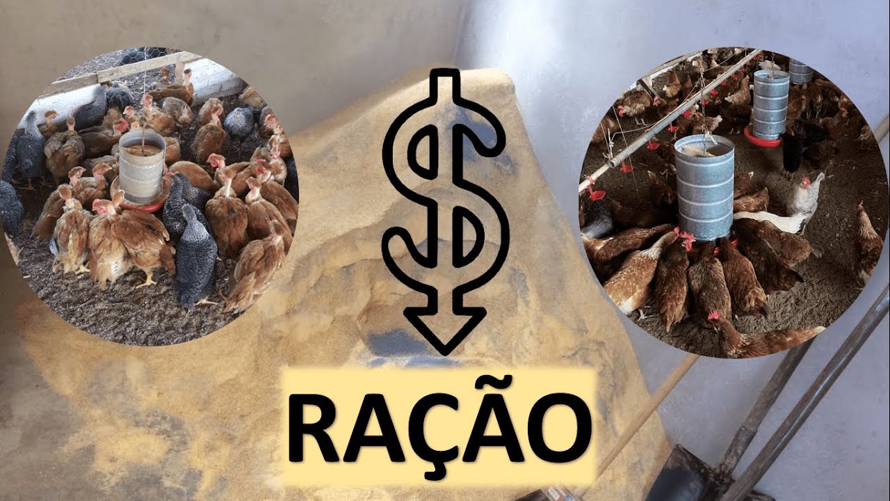 CUSTO com RAÇÃO: POSTURA x FRANGO DE CORTE