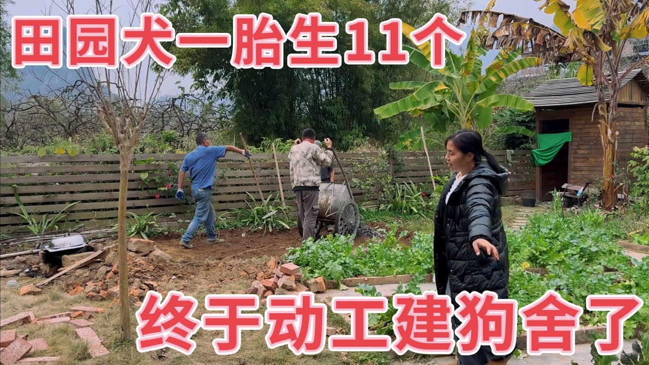 田园犬一胎生了11个，出生两个月终于要建新家了，媳妇平整场地，期待狗妈妈早日康复入住新家