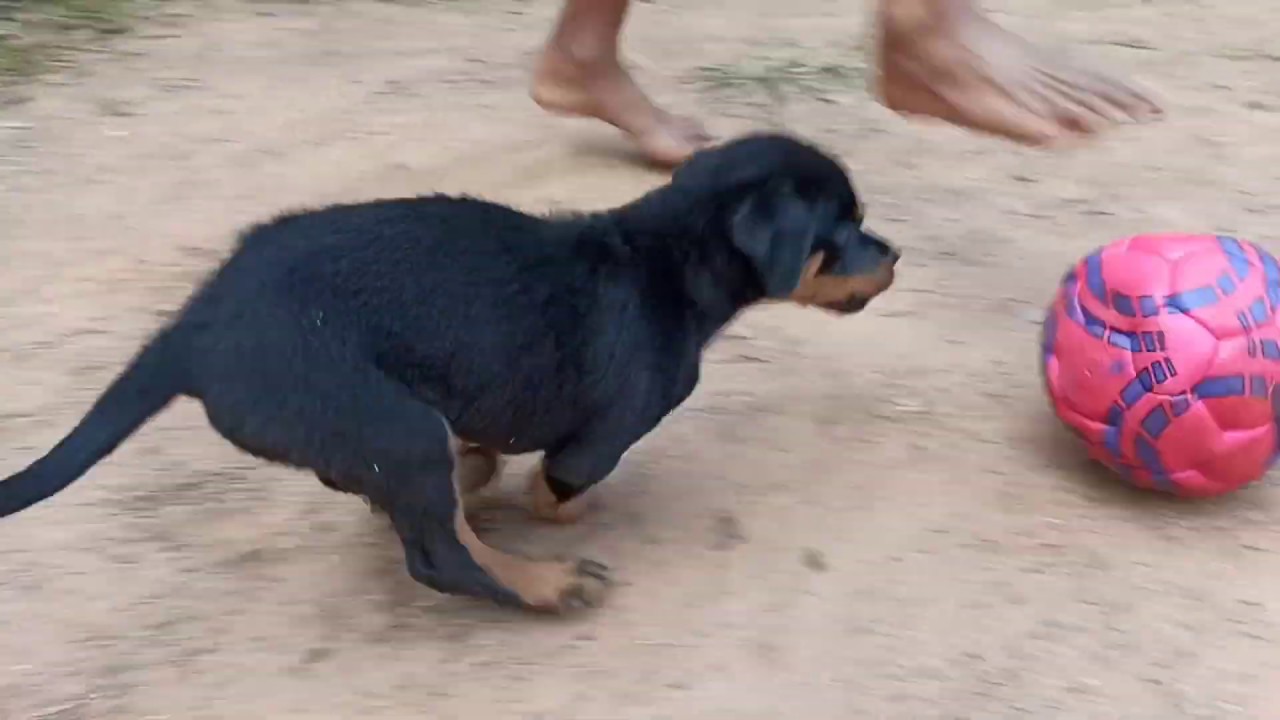 When a Rott becomes your best friend | cute puppy playing football |