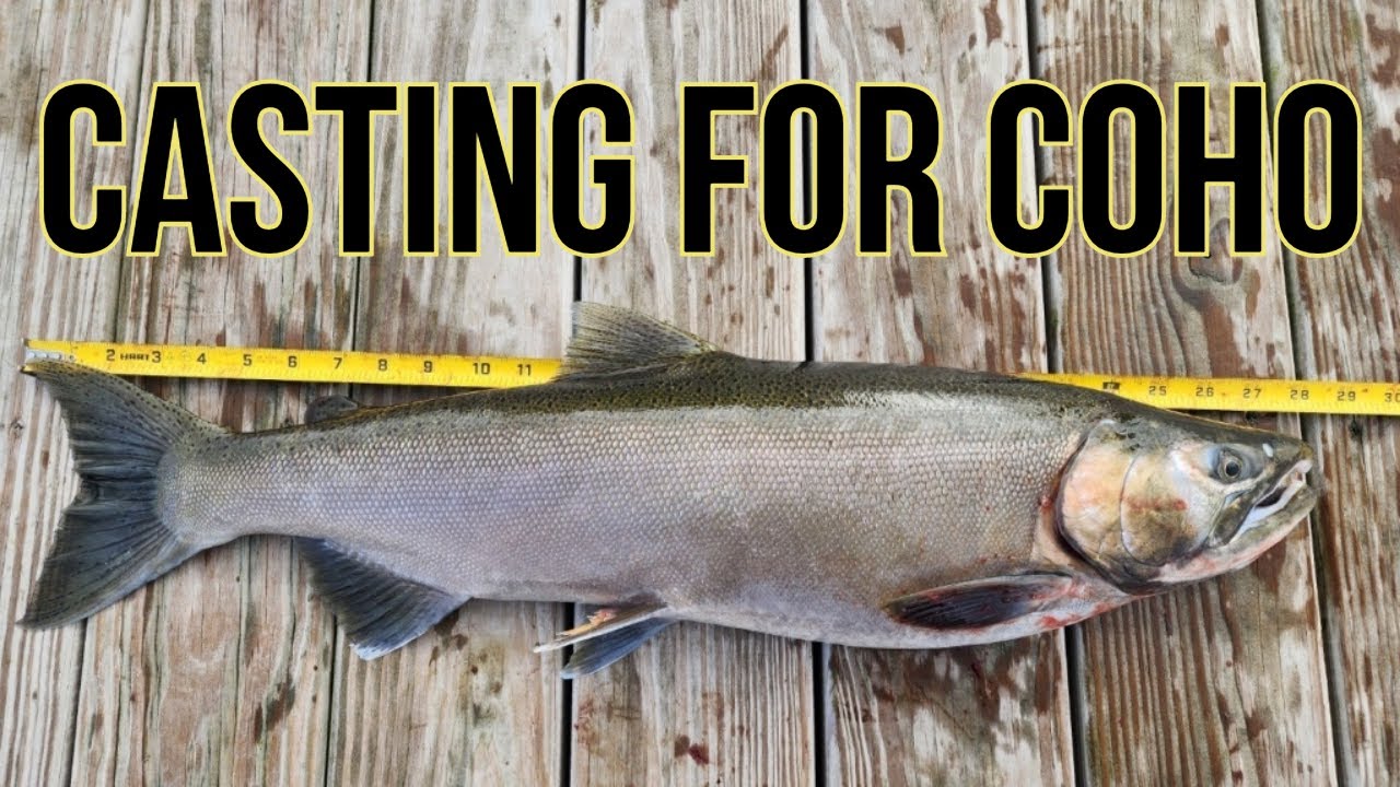 How to Catch More Fall Coho Salmon From Shore
