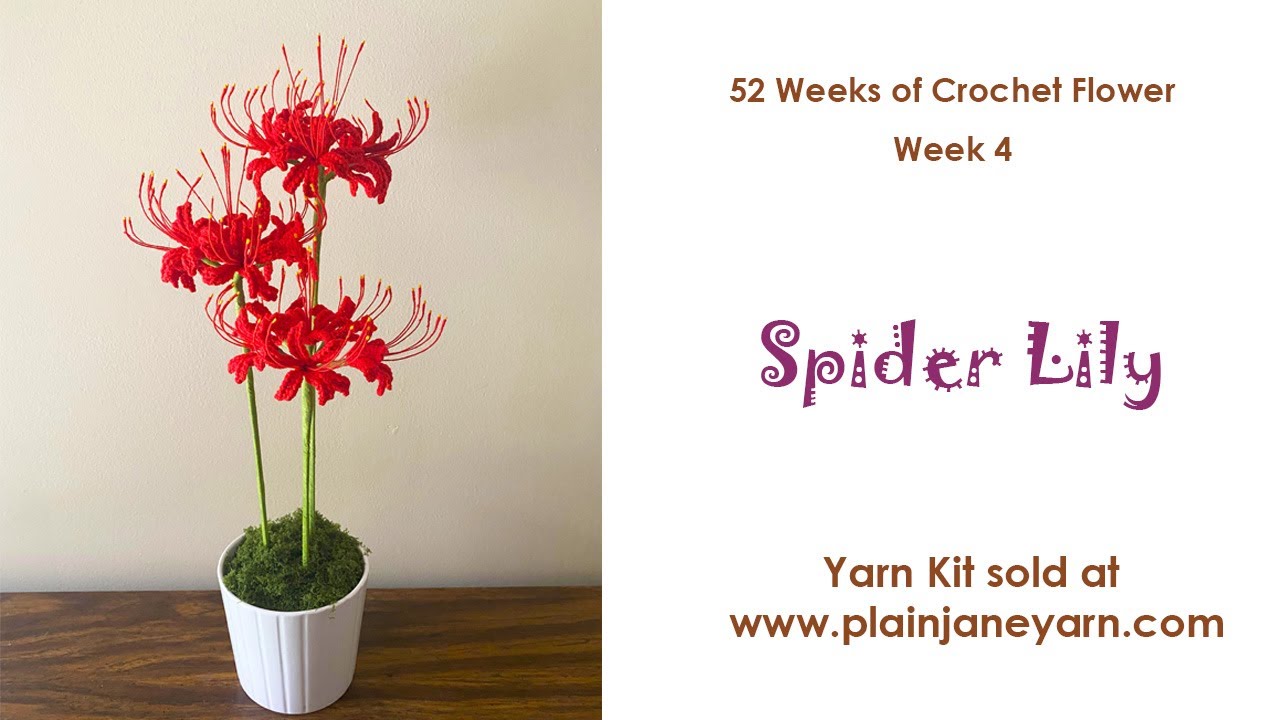 Spider Lily--Flower of Week 4