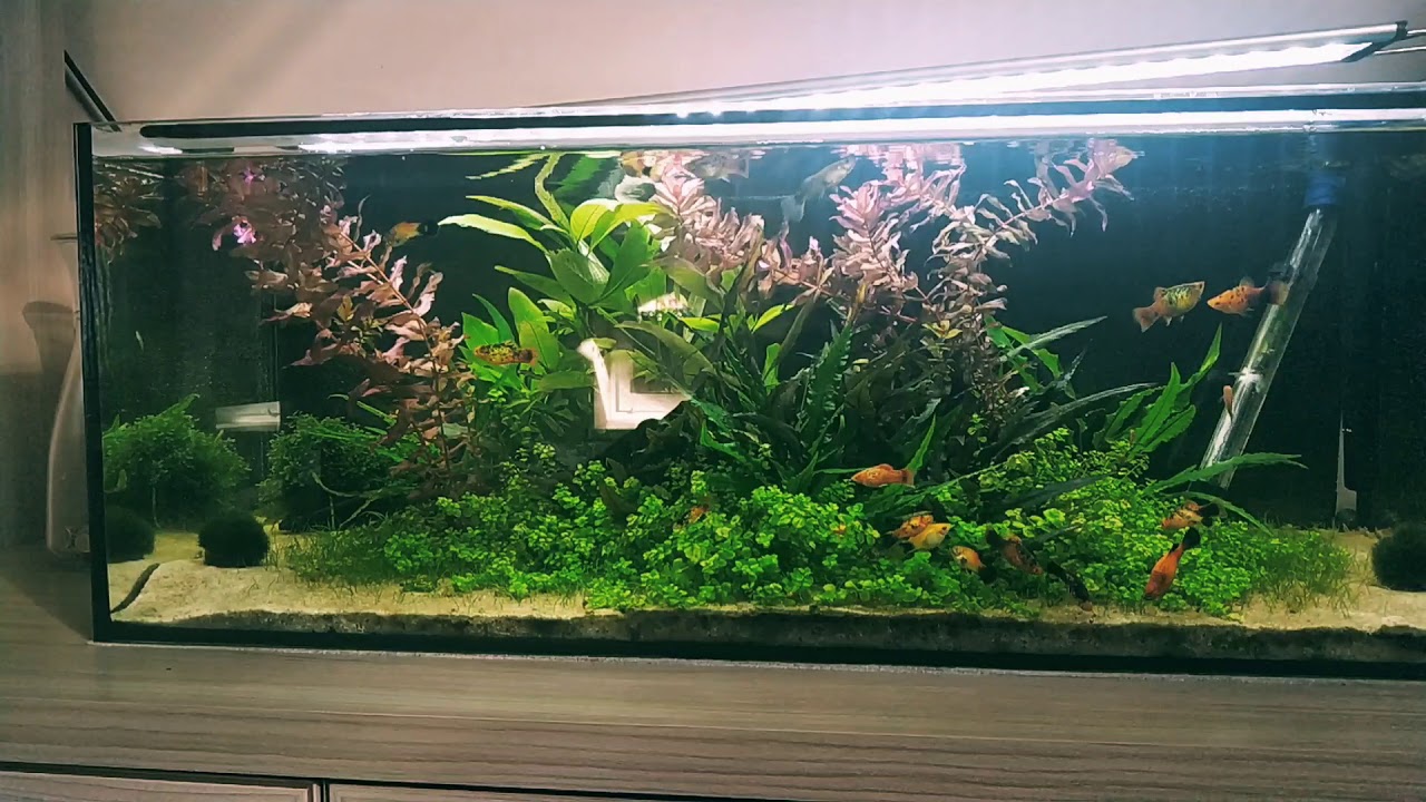 2 miesiące po restarcie 72l platynki gupiki