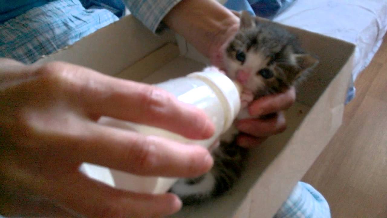 Baby Cat Drinking Milk from Feeding Bottle !