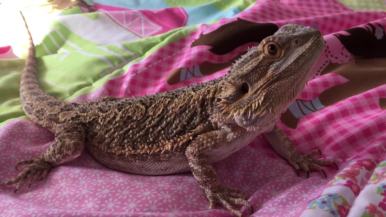 HOW TO GIVE A BEARDED DRAGON A NEEDLE