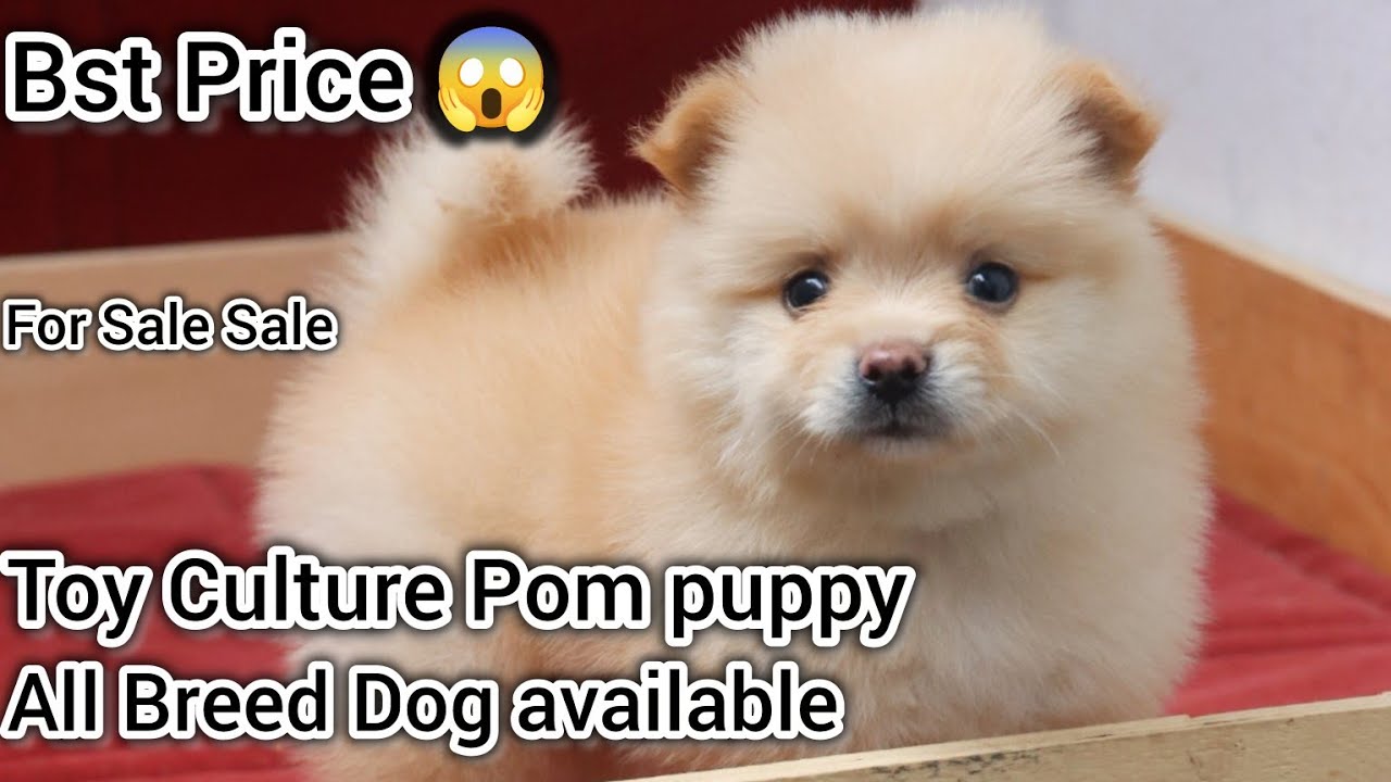 Toy Culture Pom Puppy🔥Best Offer Price Dog डॉग मार्केट दिल्ली मुंबई All India Delivery ‎@happykennel