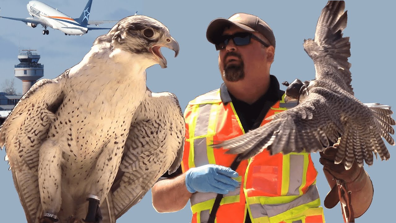 How Do Birds Keep Airports Safe? Bird Man Explains at Toronto Pearson Airport