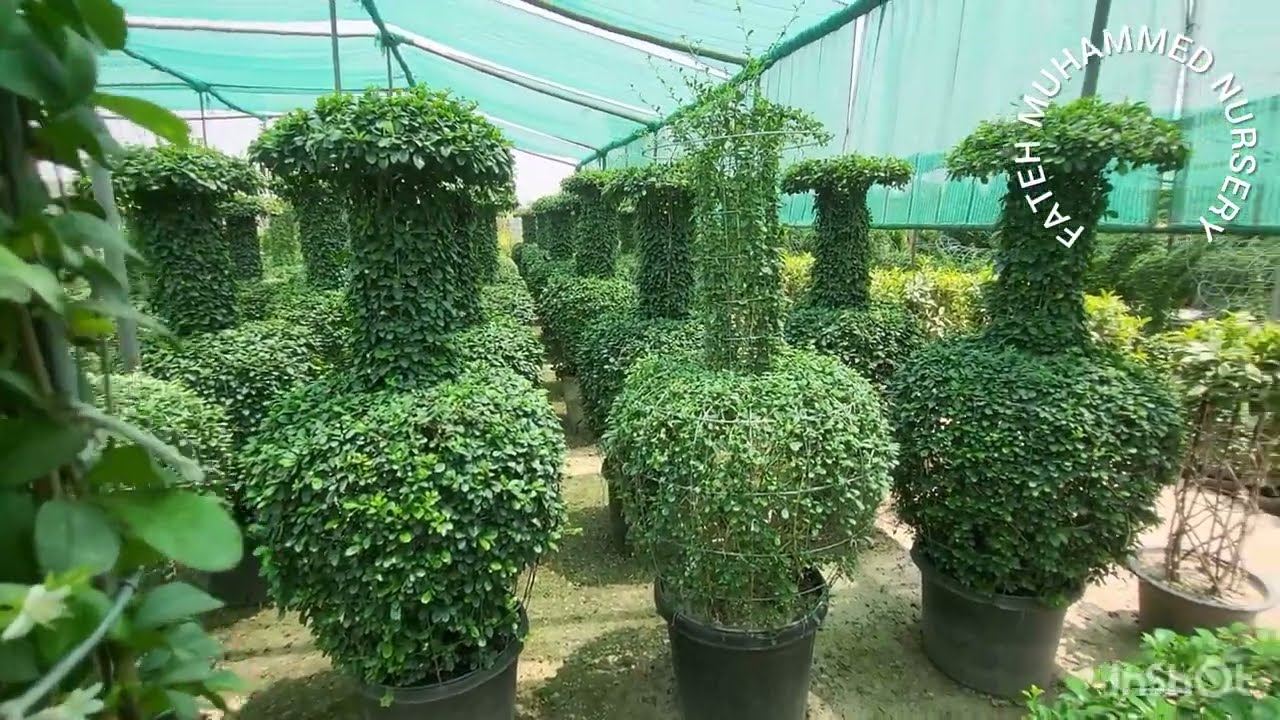 Carmona  Bonsai   Plant Propagation and Care
