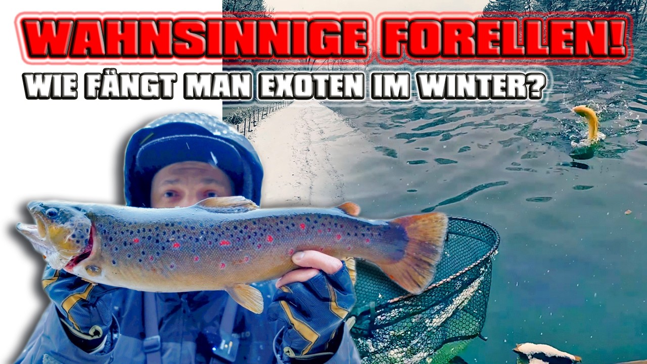 FORELLEN der SUPERLATIVE! Volle Box und starke Drills? Forellenangeln mit FANGENSWERT