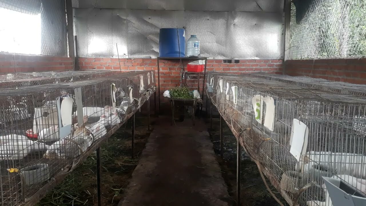 Cách cho thỏ ăn mau lớn tiết kiệm thời gian và chi phí 